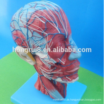 ISO Anatomisches menschliches Kopfmodell mit Gefäßen und Nerven